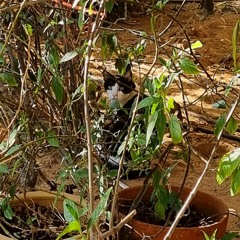 Dear Winter (ft. Westside Gunn) Remix