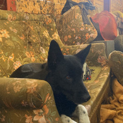 [Oscar & Eloiseau] Canap2Ouais