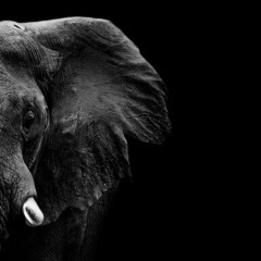 Memória de Elefante