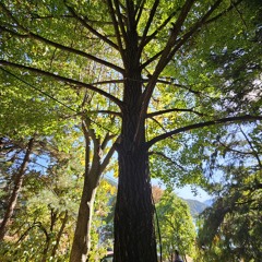 30년 뒤 고향 나무에게