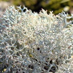 Wild Edible Reindeer Moss