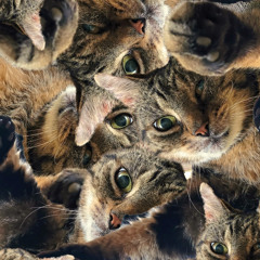 Let's stick together (we're all cats)