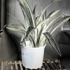 Plant Song_Analog