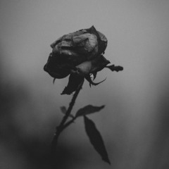 Dark Rose (Prod. Jarod Tondryk)