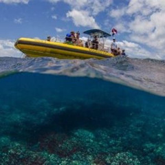 Review Special Price Wild Dolphin Watching And Snorkel Safari Off West Coast Of Oahu