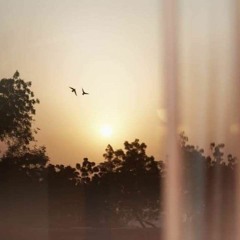 ألحانُ طائِر السَّماء وترنُّمه.🤍🕊