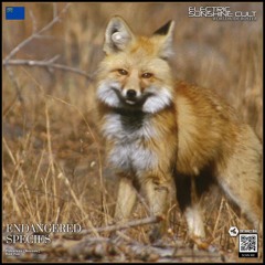 Placeless - Sierra Nevada Red Fox (ESC EXCLUSIVE)