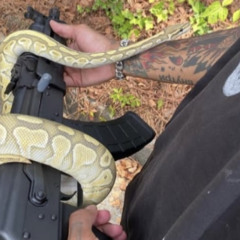 🔥🌳🐍🦎🍃💚🎼🎻🎹🎺🎷