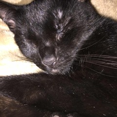 To my cat Kura (RIP FREESTYLE)