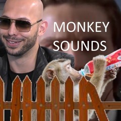 Monkey With Its Balls Caught On A Fence (WITH DRUMS)