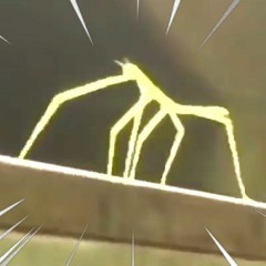 RIDDIM STICKBUG