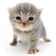 ASMR SLIME PARTY MIX