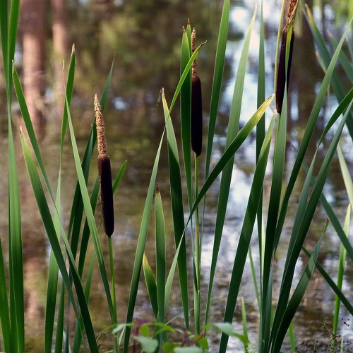 Swamp Reed