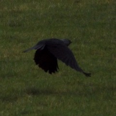 vale crow