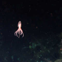 octodude