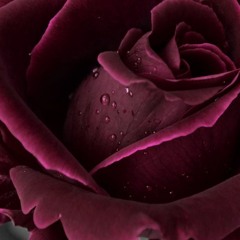 Velvet
