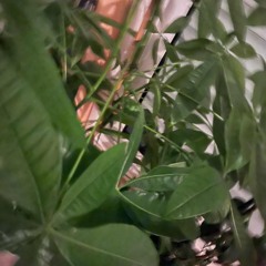 Secundum naturam vivere 🌴