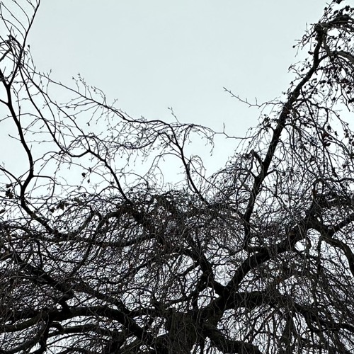 8 oscillators(disquiet0599)