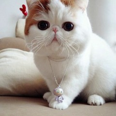 naomi - neutral milk hotel (cover)