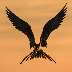 Faith For Wings