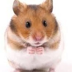 I love Hamsters