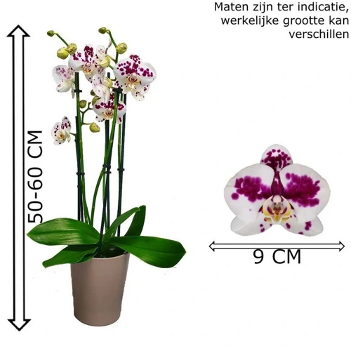 Pandémonium : Orchid b2b Référentiel Terrestre Soundcloud podcast image for