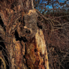 The Old Tree