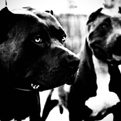 DogsForLife