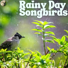 Rainy Day Songbirds