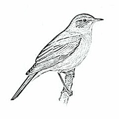 Catalogue of Birds (Complete) [demo]