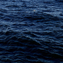 Dark Surf (live at the shop)