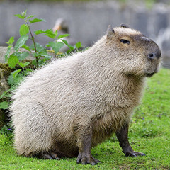 uptempybara