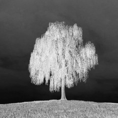 the weeping willow [p. homecomingqueen]