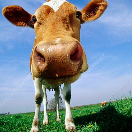 cow song