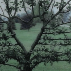 Washing Machine Heart - Mitski, sped up + reversed part.