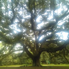 Sing for the Trees