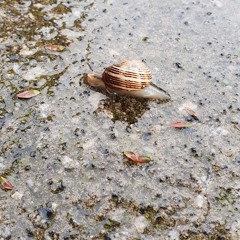 Blue Knit Cute Housemate Version