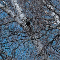 In The Forest(prod.ilydaniel)