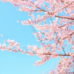 벚꽃과 바람(Cherry blossoms and breeze)