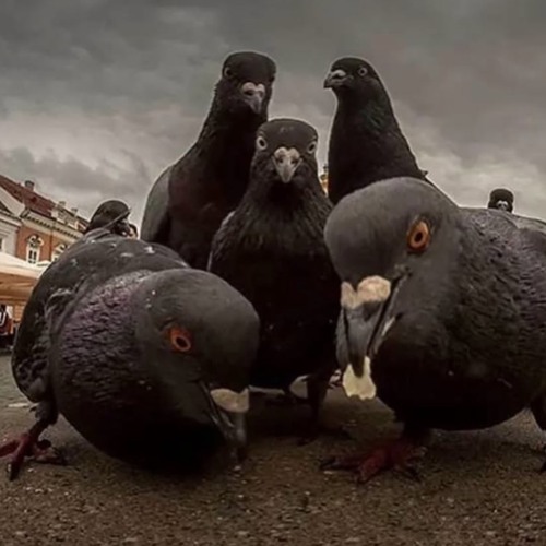 Caged Birds (Techno) - w/ Deas, DJ Rush, Chlär, ANNĒ, DJ Rush & more & 141 bpm