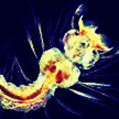 Third larval metaphase