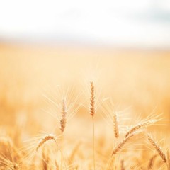 خوش آن ساعت که دیدار تو وینُم _ محـمدرضا شجـریان