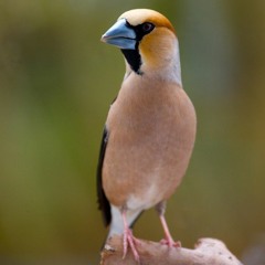 Hawfinch "singing"