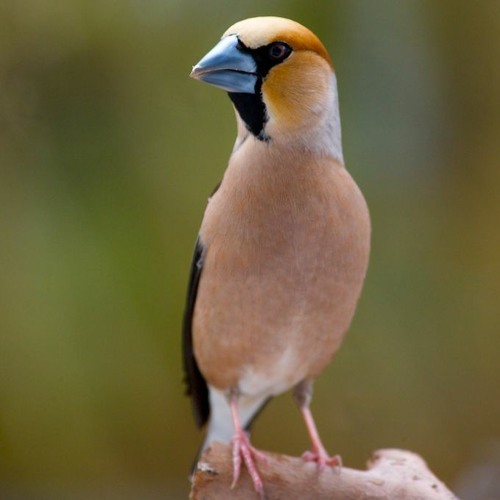 Hawfinch "singing"