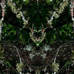Loop Of Life