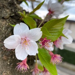 Waltz in G minor (20200411)