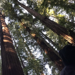 under a grand canopy