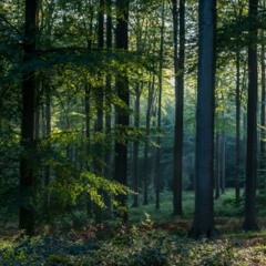 BODY BAGS (5TREES COMPETITION)