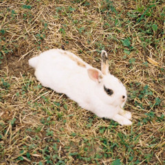 Bunny 🥕🐰 cover