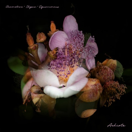 Geometrae x Skysia x Equanimous - Achiote